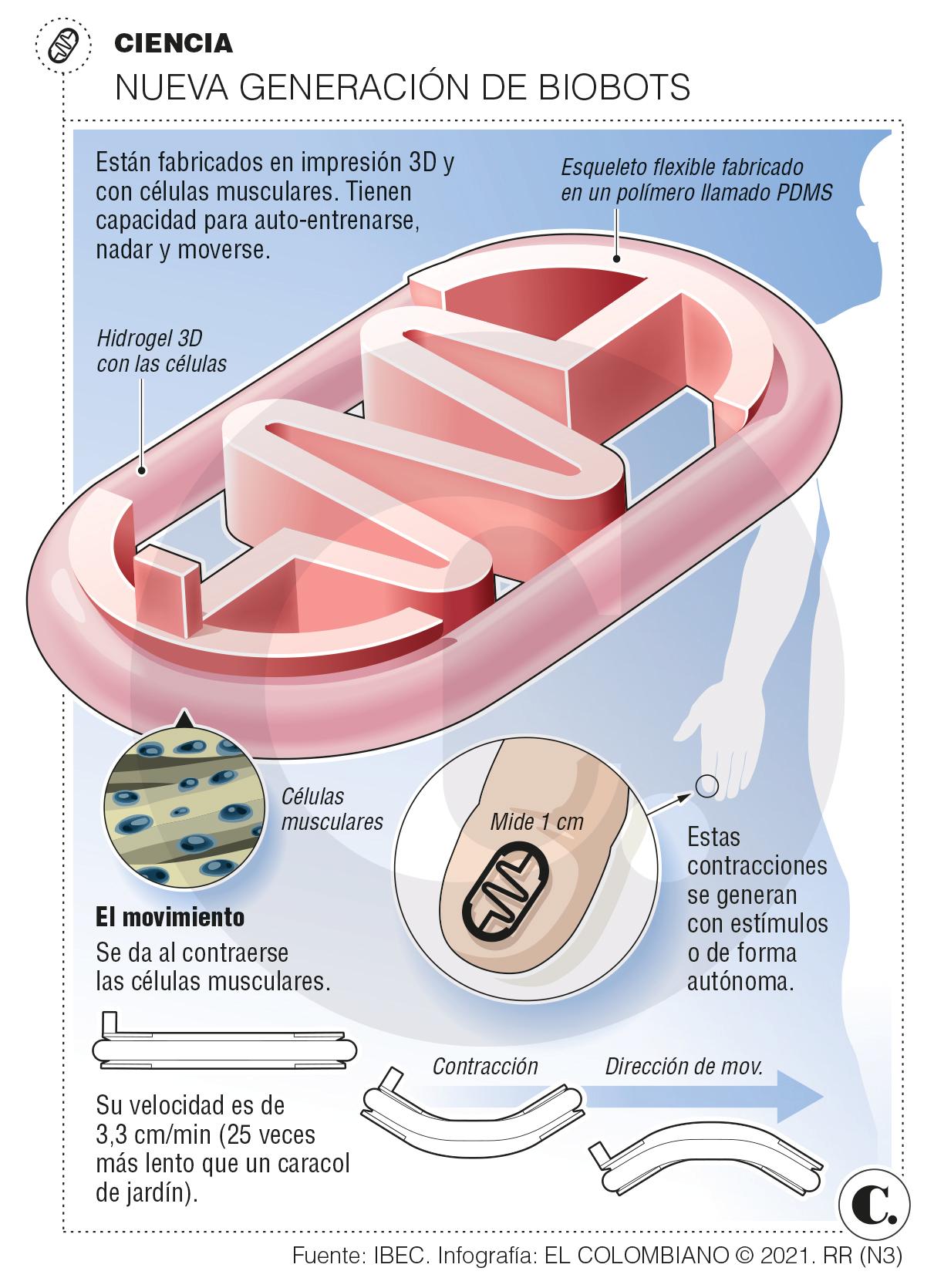 Biobots: máquinas vivientes creadas con células Biobots: máquinas vivientes creadas con células