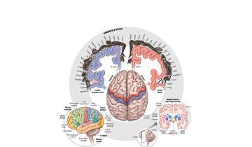 Moverse, cuando el cerebro baila $!Moverse, cuando el cerebro baila
