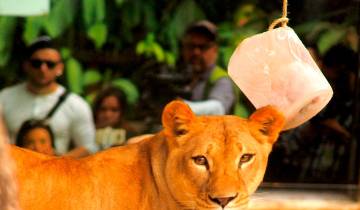 Operan leona del zoológico de Medellín Operan leona del zoológico de Medellín