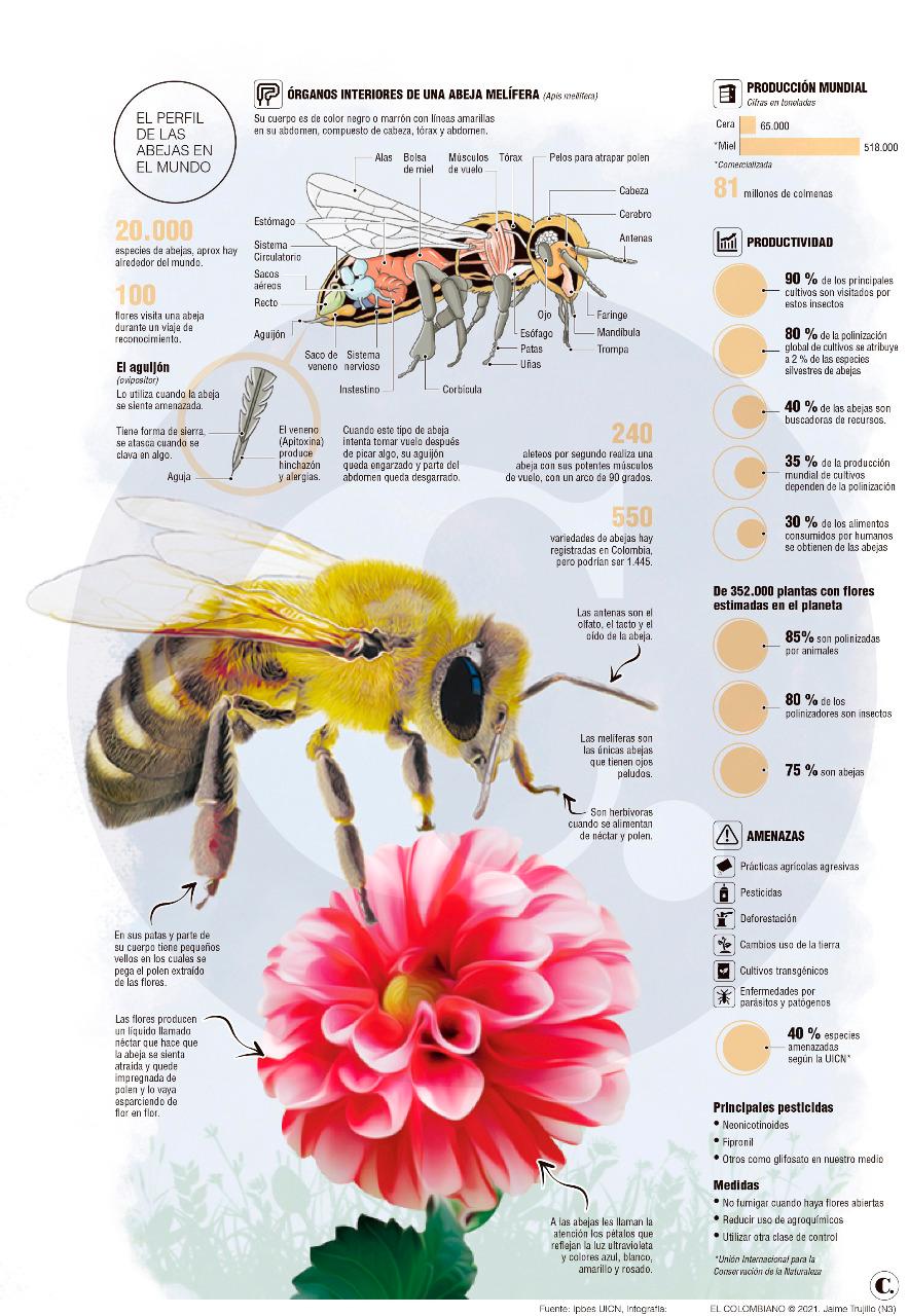 Abejas y una labor que va más allá de lo ambiental Abejas y una labor que va más allá de lo ambiental