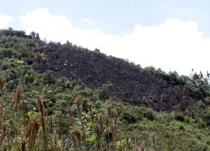 Panorámica del bosque incendiado, donde encontraron a la víctima.