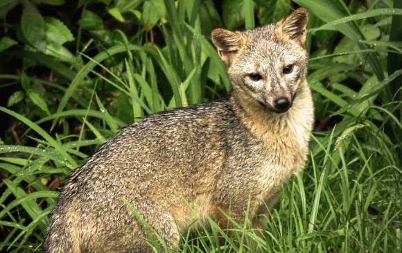 El zorro perro es uno de los mamíferos más atropellado por vehículos enla región. FOTO Camilo Botero El zorro perro es uno de los mamíferos más atropellado por vehículos enla región. FOTO Camilo Botero