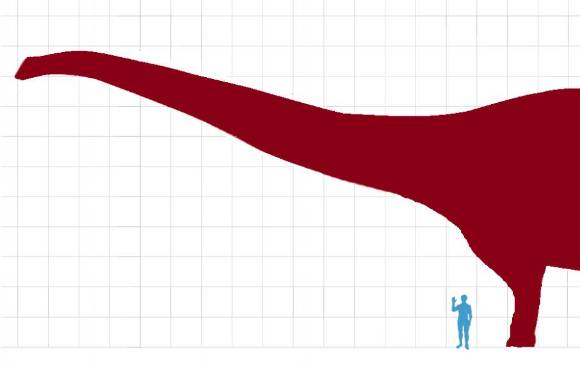 Comparación del tamaño del Patagotitan con el ser humano. Foto: cortesía Wkipedia, Chucao. Comparación del tamaño del Patagotitan con el ser humano. Foto: cortesía Wkipedia, Chucao.