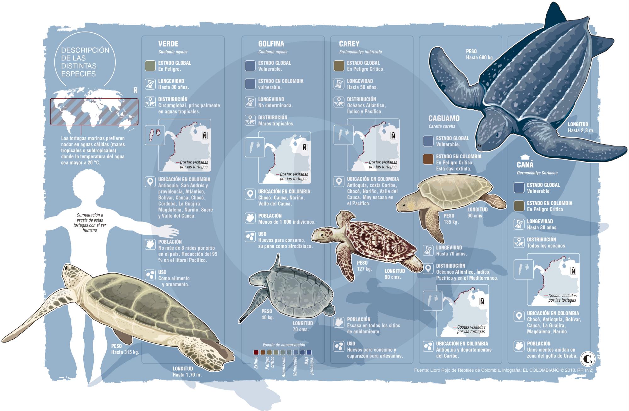 Tortugas marinas: grandes olvidadas