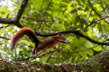 Fauna silvestre explora el Aburrá Fauna silvestre explora el Aburrá