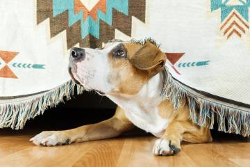 Cuando el perro y el gato le temen a diciembre Cuando el perro y el gato le temen a diciembre