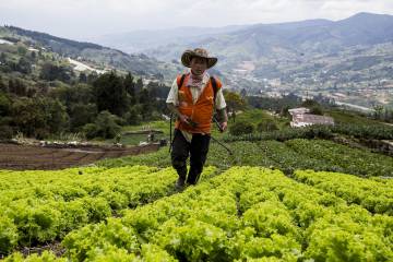 Fin a sequía para los Mercados Campesinos Fin a sequía para los Mercados Campesinos