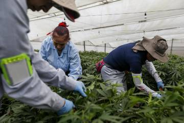 PharnaCielo obtiene nuevas autorizaciones de cannabis en Colombia PharnaCielo obtiene nuevas autorizaciones de cannabis en Colombia