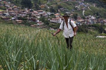 Capital antioqueña busca producir 20% de su comida Capital antioqueña busca producir 20% de su comida