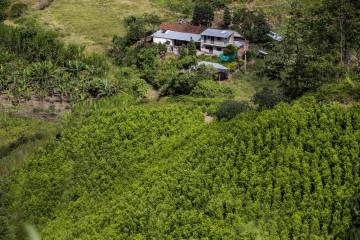 En 12 departamentos le ganan el pulso a la coca En 12 departamentos le ganan el pulso a la coca