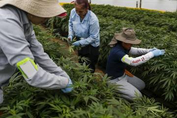 Derivado de cannabis, clave para la epilepsia Derivado de cannabis, clave para la epilepsia