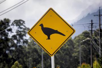 Déjalos cruzar Déjalos cruzar