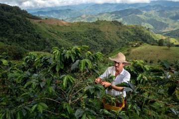 A julio cayó un 7 % la producción cafetera del país A julio cayó un 7 % la producción cafetera del país