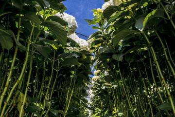 Cultivos de flores del Oriente antioqueño comienzan a perderse Cultivos de flores del Oriente antioqueño comienzan a perderse