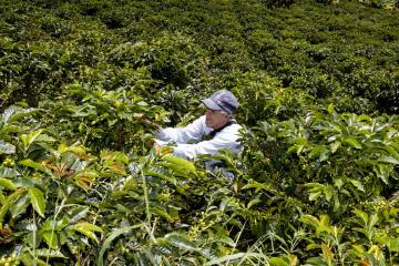 Crecen las cooperativas agrícolas en Colombia Crecen las cooperativas agrícolas en Colombia