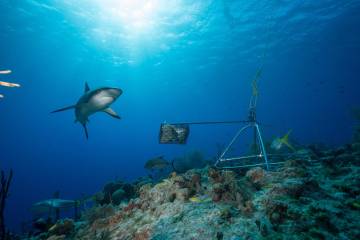 Los tiburones no son la amenaza: están en peligro Los tiburones no son la amenaza: están en peligro