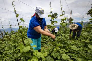 Mujeres del campo reciben impulso a sus proyectos Mujeres del campo reciben impulso a sus proyectos