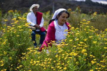 Feria de las Flores de Medellín 2020 llegará en caravanas móviles Feria de las Flores de Medellín 2020 llegará en caravanas móviles