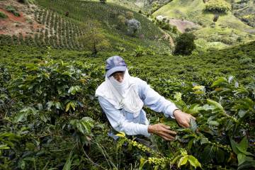 Los 3 desafíos que tendrá la cosecha cafetera de 2020 Los 3 desafíos que tendrá la cosecha cafetera de 2020