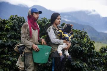 Proyectan viviendas en favor de familias cafeteras Proyectan viviendas en favor de familias cafeteras