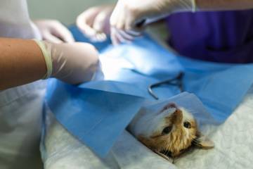 Estas son las razones para esterilizar la mascota Estas son las razones para esterilizar la mascota