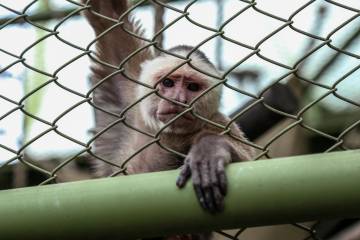 Centro de fauna silvestre devuelve la vida a animales víctimas del trafico y la tenencia ilegal Centro de fauna silvestre devuelve la vida a animales víctimas del trafico y la tenencia ilegal