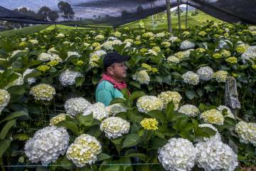 Cultivos de flores del Oriente antioqueño comienzan a perderse Cultivos de flores del Oriente antioqueño comienzan a perderse