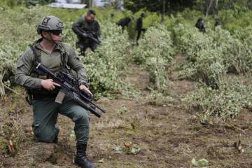 Erradicación forzosa de la hoja de coca y la polémica por las cifras Erradicación forzosa de la hoja de coca y la polémica por las cifras