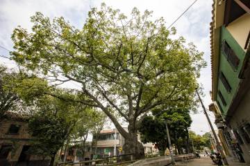 Qué dirían los árboles de Medellín si hablaran Qué dirían los árboles de Medellín si hablaran