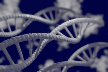 Genoma humano, se publica el catálogo más completo Genoma humano, se publica el catálogo más completo