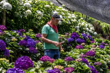 Cultivos de flores del Oriente antioqueño comienzan a perderse Cultivos de flores del Oriente antioqueño comienzan a perderse