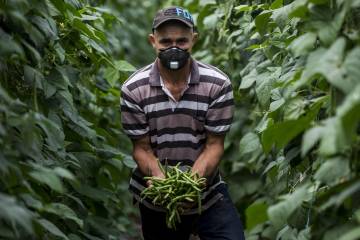 Que cosecha no se pierda piden campesinos locales Que cosecha no se pierda piden campesinos locales