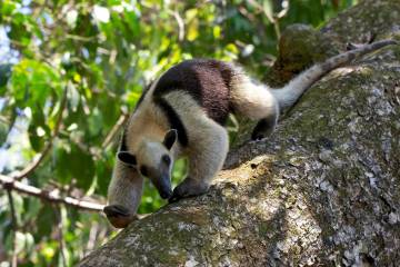 Denuncian maltrato contra oso hormiguero en Anzá, Antioquia Denuncian maltrato contra oso hormiguero en Anzá, Antioquia