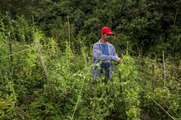 En marcha la línea de crédito ‘El campo avanza’ En marcha la línea de crédito ‘El campo avanza’