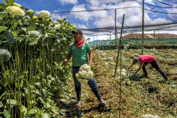 Cultivos de flores del Oriente antioqueño comienzan a perderse Cultivos de flores del Oriente antioqueño comienzan a perderse