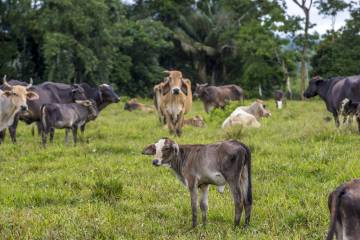Exportaciones de carne tienen opción y potencial Exportaciones de carne tienen opción y potencial