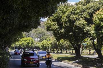 Árboles que se talarán para construir el metro de la 80 en Medellín Árboles que se talarán para construir el metro de la 80 en Medellín