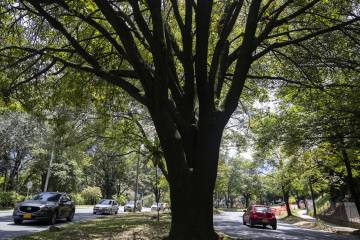 El lío ambiental en el que podría enredarse el metro de la 80 El lío ambiental en el que podría enredarse el metro de la 80