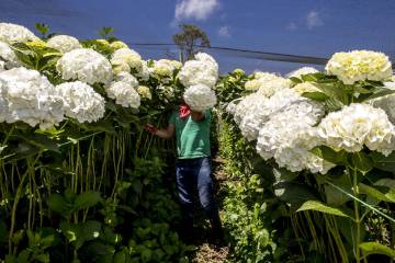 Cultivos de flores del Oriente antioqueño comienzan a perderse Cultivos de flores del Oriente antioqueño comienzan a perderse