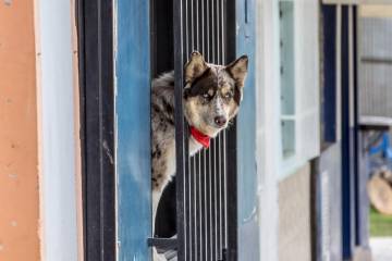 Adopción de mascotas se dispara en medio de la pandemia en Estados Unidos Adopción de mascotas se dispara en medio de la pandemia en Estados Unidos