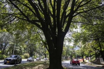 Árboles que se talarán para construir el metro de la 80 en Medellín Árboles que se talarán para construir el metro de la 80 en Medellín