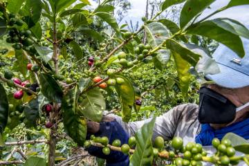 La cosecha crece 3 % en lo corrido del año cafetero La cosecha crece 3 % en lo corrido del año cafetero