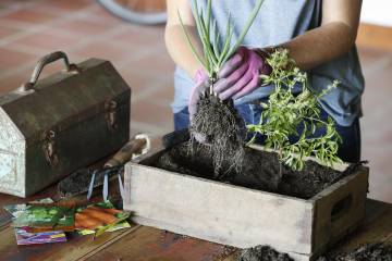 La agricultura llega a la ciudad con un programa de huertas urbanas La agricultura llega a la ciudad con un programa de huertas urbanas
