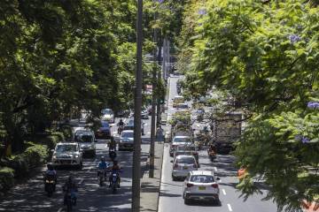 Árboles que se talarán para construir el metro de la 80 en Medellín Árboles que se talarán para construir el metro de la 80 en Medellín