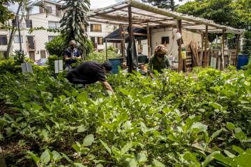 Desde los barrios de la ciudad se aporta a recuperación ambiental Desde los barrios de la ciudad se aporta a recuperación ambiental