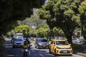 Árboles que se talarán para construir el metro de la 80 en Medellín Árboles que se talarán para construir el metro de la 80 en Medellín