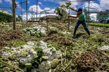 Cultivos de flores del Oriente antioqueño comienzan a perderse Cultivos de flores del Oriente antioqueño comienzan a perderse