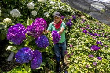 Cultivos de flores del Oriente antioqueño comienzan a perderse Cultivos de flores del Oriente antioqueño comienzan a perderse