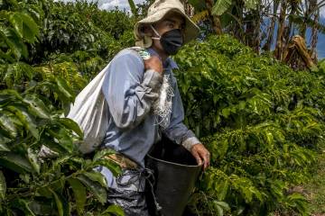 Año cafetero cerró con 14,1 millones de sacos Año cafetero cerró con 14,1 millones de sacos