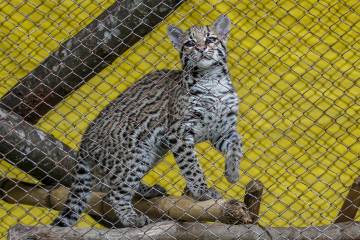 Antioquia busca sumar 10.000 defensores de la fauna silvestre Antioquia busca sumar 10.000 defensores de la fauna silvestre